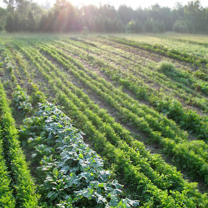 Heirloom Carrots in the field