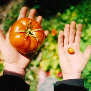 Heirloom Tomato Seeds