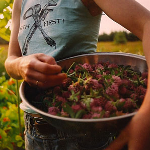 Harvesting Heirloom Seeds