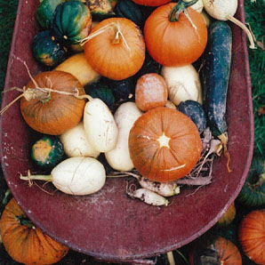 Heritage Squash Seeds