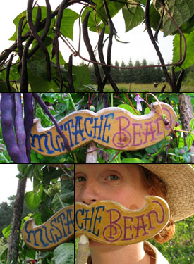 purple mustache bean